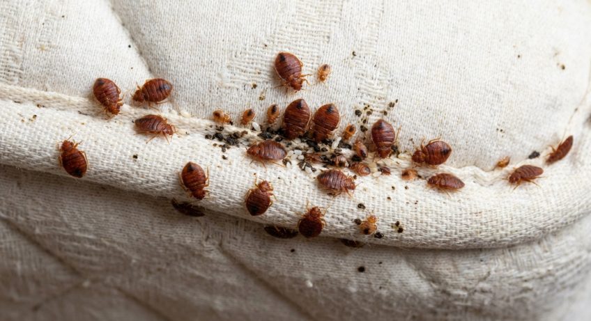 punaises-de-lit-matelas-blanc